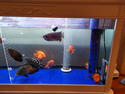 養龍魚需要多高水位：養龍魚的水位高度應該怎么控制？