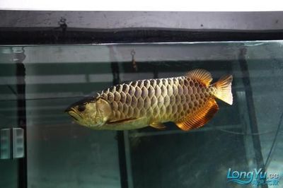 金龍魚過背和高背的區別圖：過背金龍魚和高背金龍魚的區別