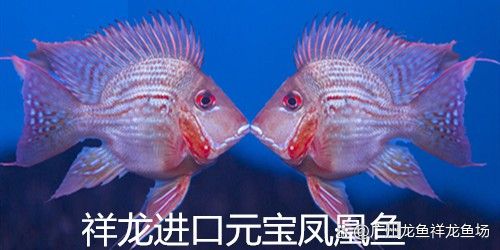 祥龍魚場線上銷售有哪些優惠活動？