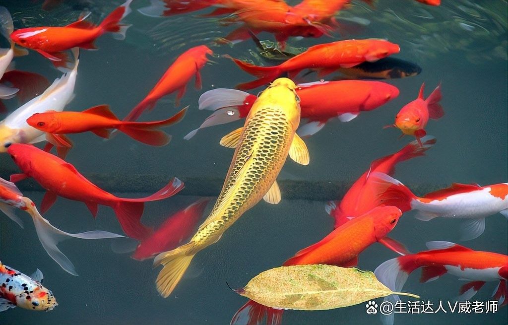 龍魚水霉病治療可以少量喂食嗎