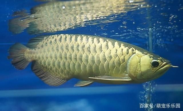 20公分龍魚食量：20公分的龍魚的食量是一個固定的數值嗎？