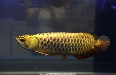 金龍魚飼養時的關鍵要素：金龍魚飼養時的關鍵要素：關于金龍魚的一些詳細信息
