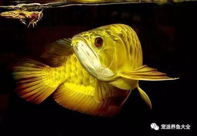 金龍魚飼養時的關鍵要素：金龍魚飼養時的關鍵要素：關于金龍魚的一些詳細信息