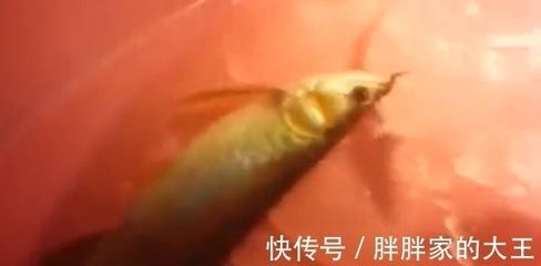 龍魚翹頭怎么回事：龍魚翹頭可能由多種因素引起，