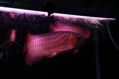 龍魚翹頭怎么回事：龍魚翹頭可能由多種因素引起，