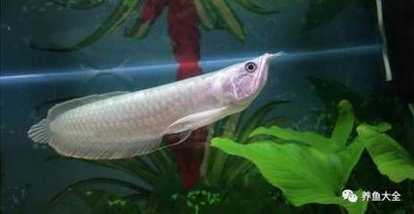 小銀龍魚吃什么活食：小銀龍魚可以食用哪些活食？