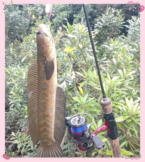 廣東野生雷龍魚(yú)