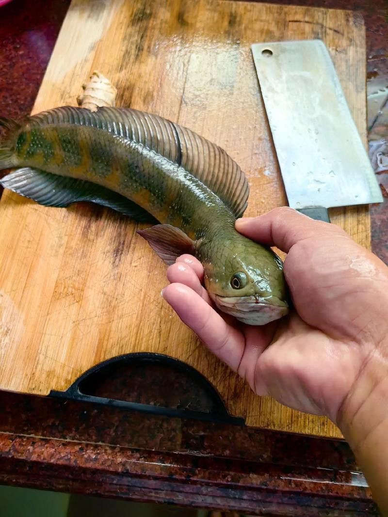 廣東野生雷龍魚(yú)