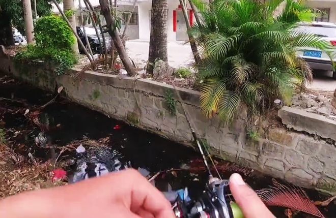 廣東野生雷龍魚(yú)