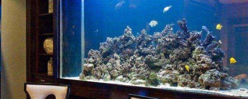 魚缸水泵使用效果（魚缸水泵節能技巧如何選擇合適水泵）