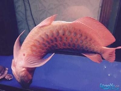 龍魚常見的病圖片大全：如何診斷龍魚的腸炎，改善水質防止魚霉病，龍魚腹水病的急救方法