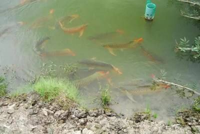 養龍魚日常用放鹽嗎：養龍魚日常是否需要日常放鹽，飼養者應該注意哪些問題