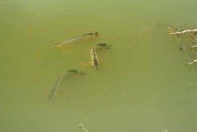 養龍魚日常用放鹽嗎：養龍魚日常是否需要日常放鹽，飼養者應該注意哪些問題