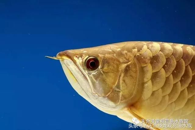 龍魚倒缸后不吃食怎么辦：龍魚倒缸后不吃食怎么辦，龍魚不吃食怎么辦