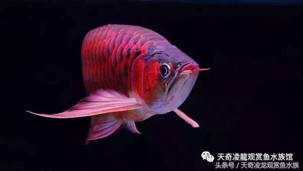 龍魚倒缸后不吃食怎么辦：龍魚倒缸后不吃食怎么辦，龍魚不吃食怎么辦