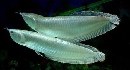 銀龍魚產卵有什么寓意（銀龍魚產卵不僅象征著吉祥和幸福，還涉及到一些風水和繁殖方面的知識）