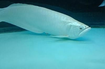 銀龍魚產卵有什么寓意（銀龍魚產卵不僅象征著吉祥和幸福，還涉及到一些風水和繁殖方面的知識）