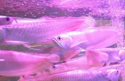 銀龍魚產卵有什么寓意（銀龍魚產卵不僅象征著吉祥和幸福，還涉及到一些風水和繁殖方面的知識）