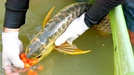 龍魚為什么吐珠：網友養了一條血龍魚，發現血龍魚嘴巴里吐出一顆黃澄澄的珠子
