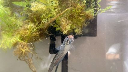 紅龍魚(yú)吃蜈蚣好嗎：紅龍魚(yú)吃蜈蚣存在一定的爭(zhēng)議是否應(yīng)該喂紅龍魚(yú)蜈蚣