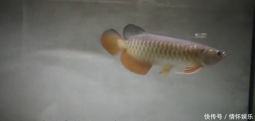 金龍魚的喂食頻率和時間可以根據生長階段來決定：金龍魚的喂食時間長度可以根據它們的生長階段來決定