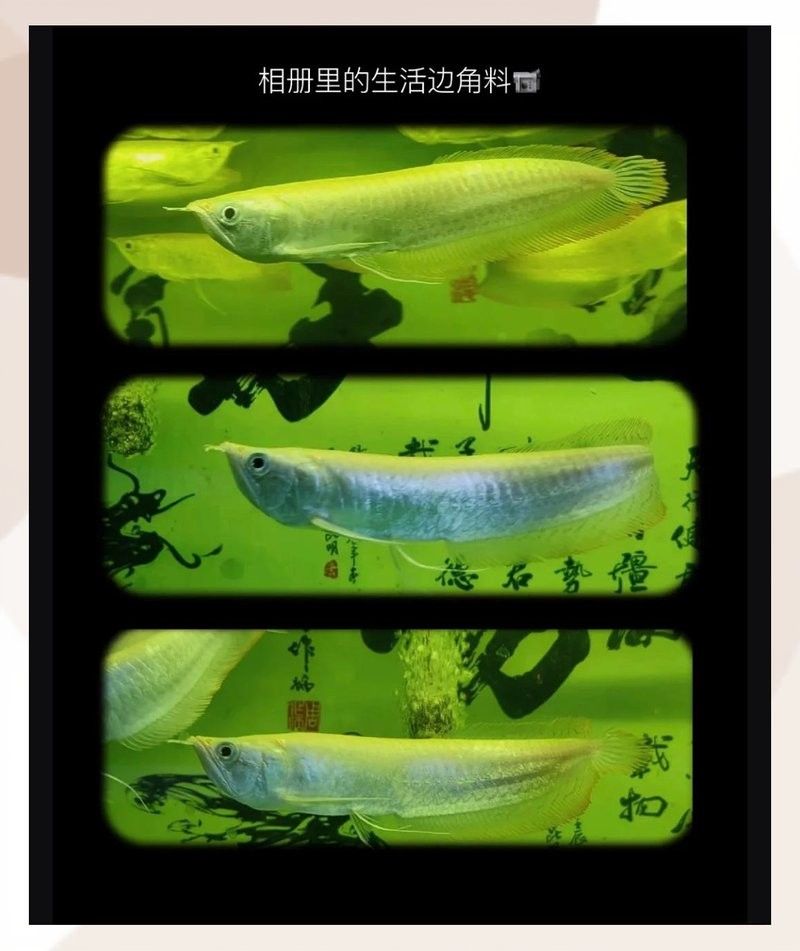 銀龍魚飼養(yǎng)難度大嗎