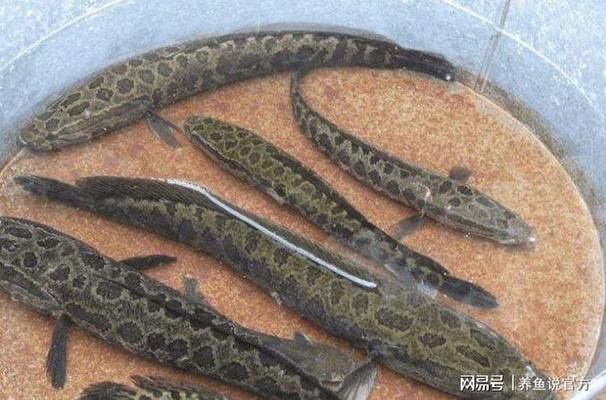 雷龍魚食：雷龍魚專用飼料品牌推薦