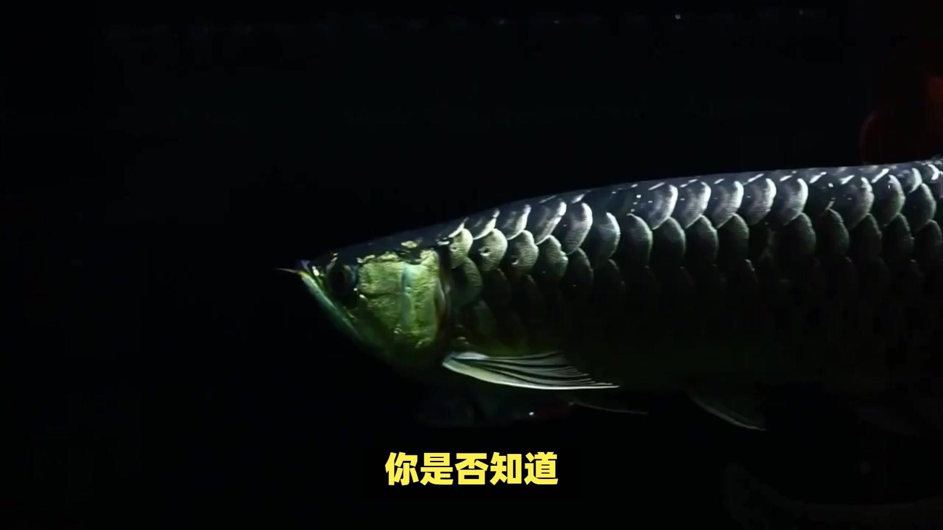 如何判斷銀龍魚的血統純正性？