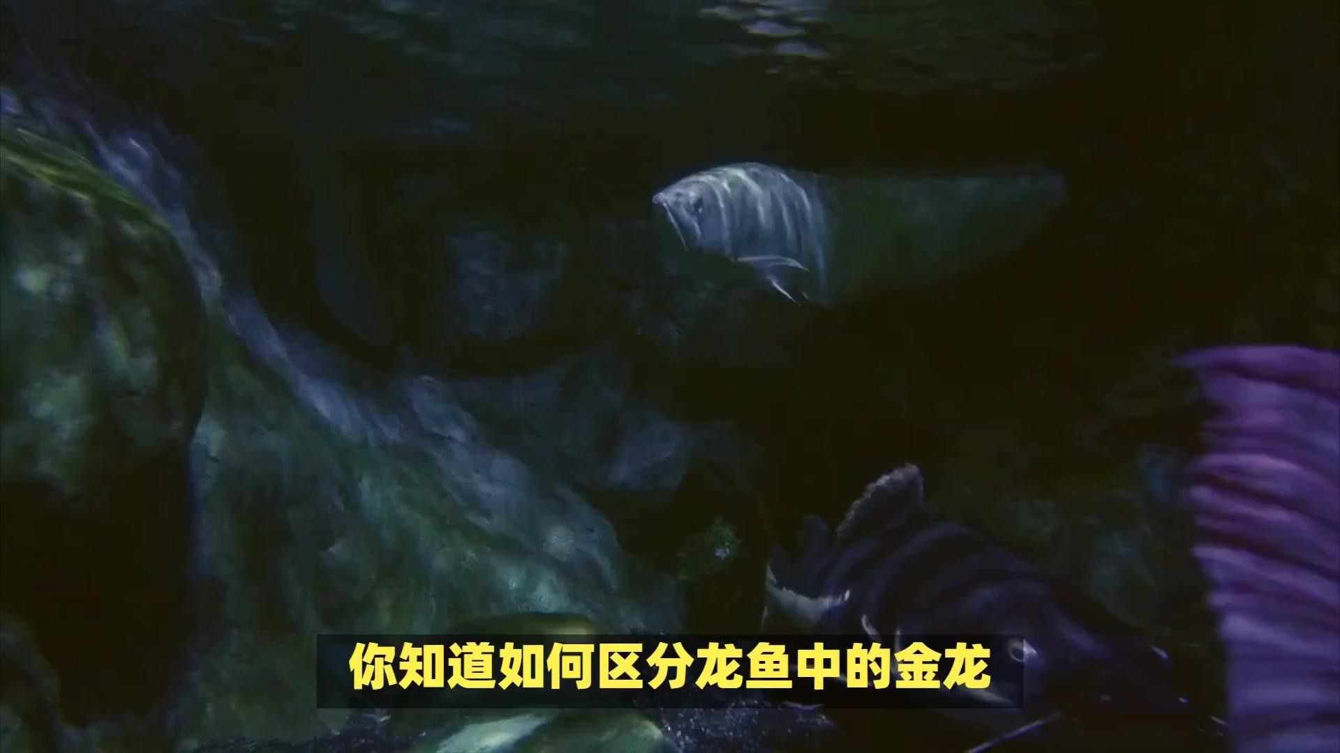 如何判斷銀龍魚的血統純正性？