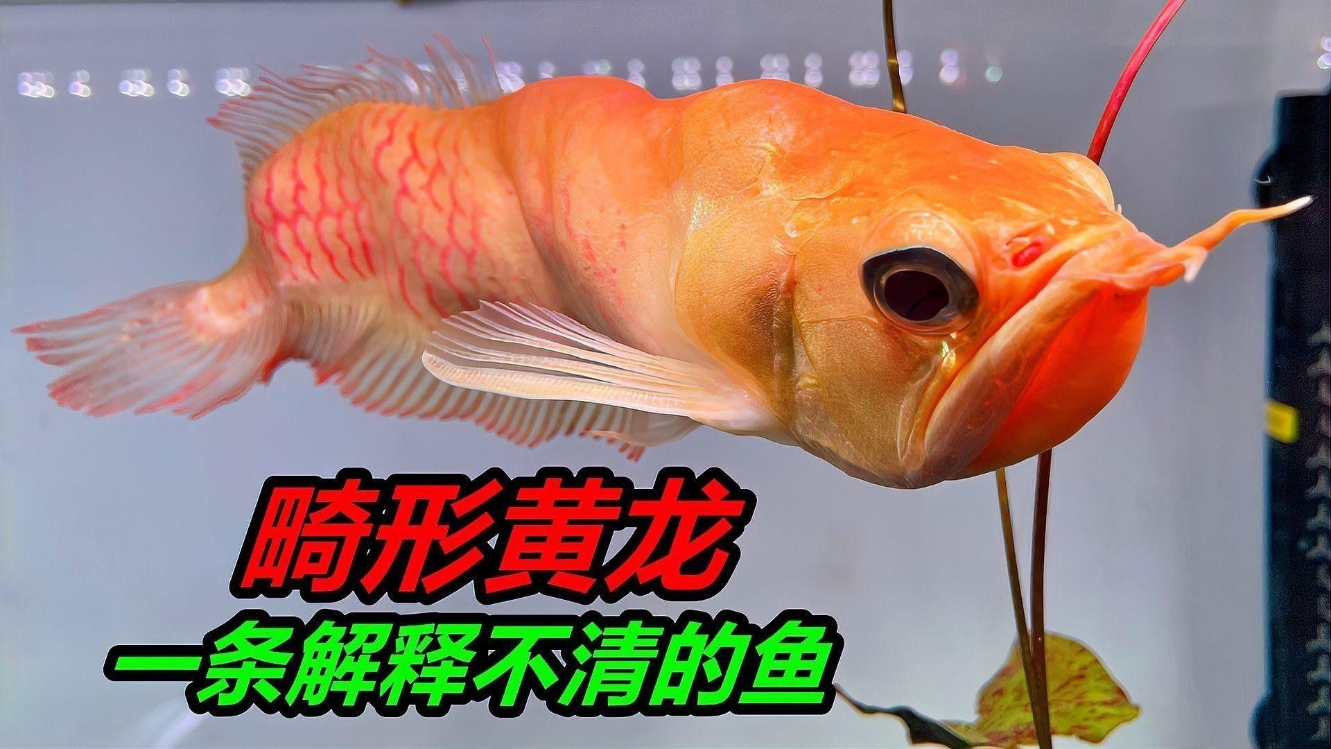 如何判斷銀龍魚的血統純正性？