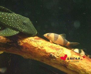 清道夫吸龍魚 魚會死嗎（如果清道夫和龍魚一起養，可能會出現以下幾種情況，可能會死亡）