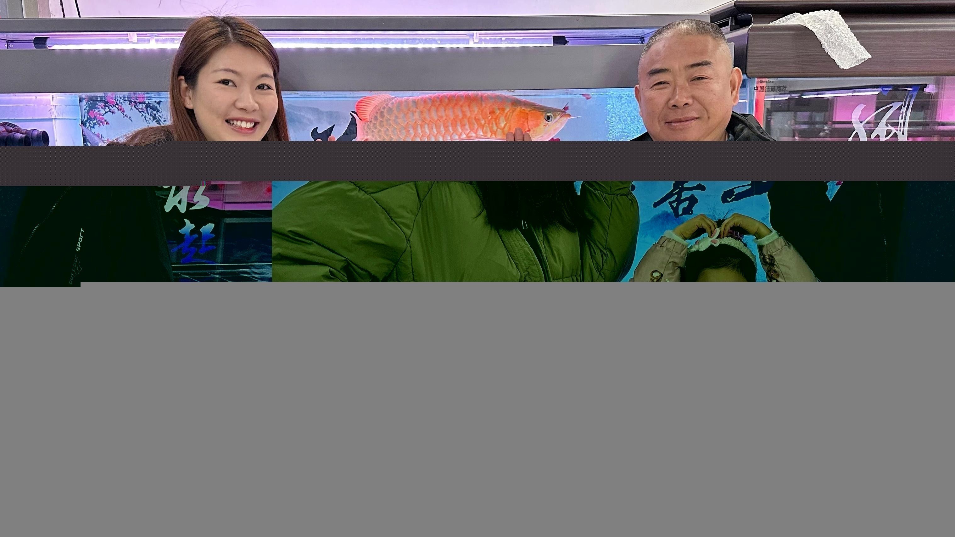 金龍魚能和清道夫魚一起養嗎