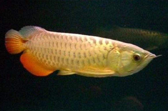 金龍魚能和清道夫魚一起養嗎