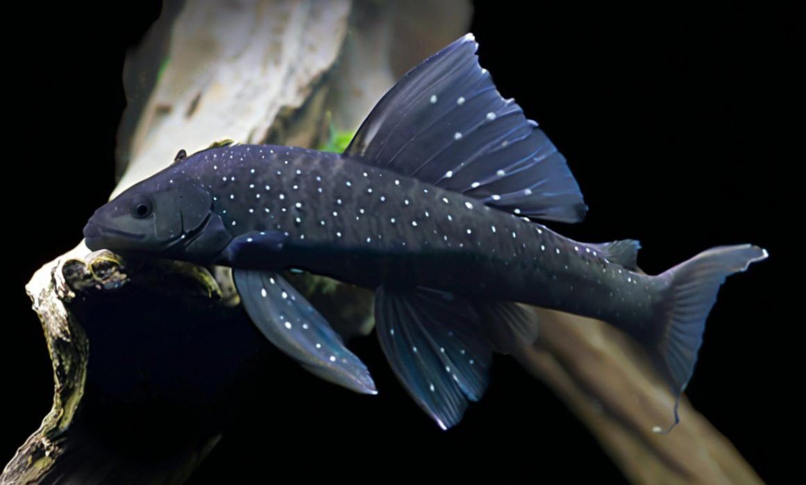 金龍魚能和清道夫魚一起養嗎