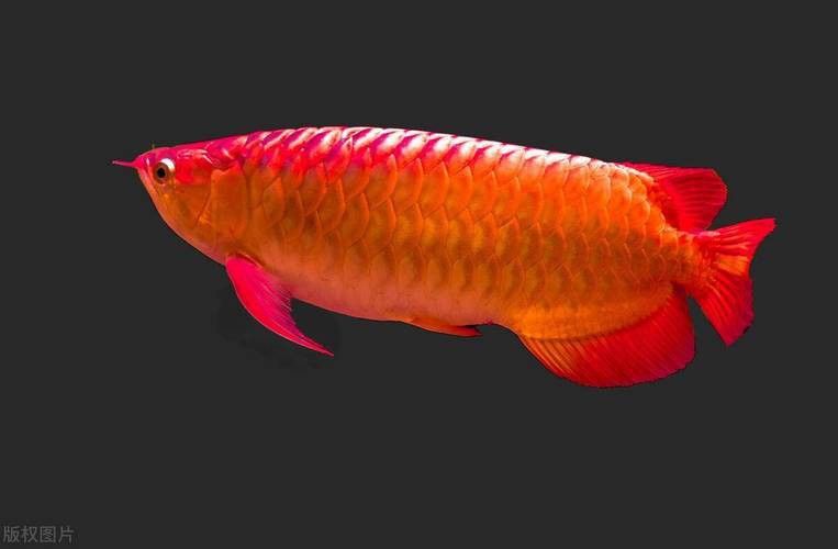 有沒(méi)有更多高清無(wú)水印的龍魚(yú)壁紙？