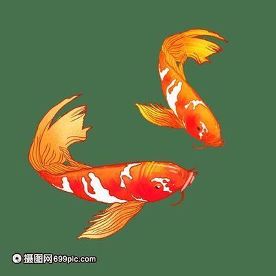 龍魚好養還是錦鯉好養：如何鑒別優質龍魚和錦鯉