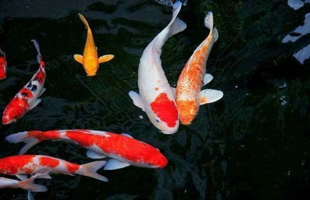 龍魚好養還是錦鯉好養：如何鑒別優質龍魚和錦鯉