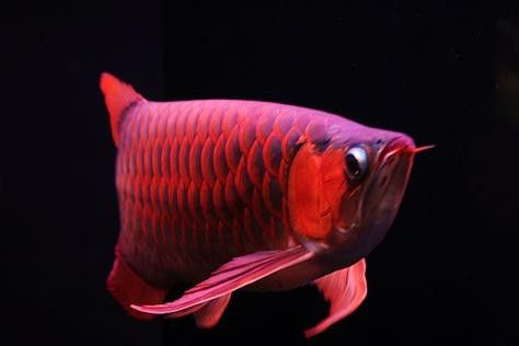 血紅龍是金龍魚嗎圖片欣賞一下