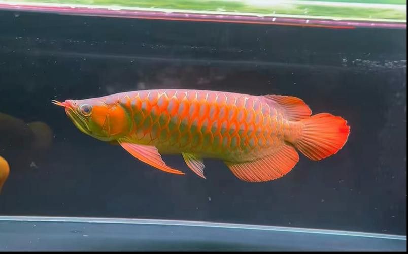 血紅龍是金龍魚嗎圖片欣賞一下