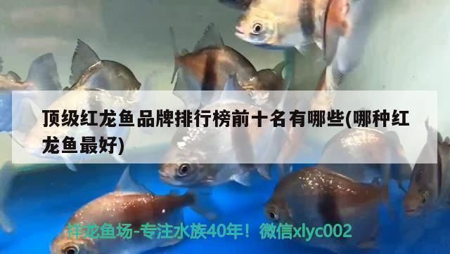 頂級紅龍魚品牌排名榜前十名：2024年頂級紅龍魚品牌排名前十名孟吉爾紅龍魚價格對比