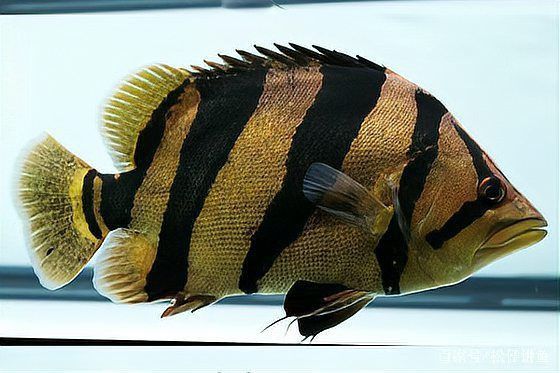 金老虎魚的壽命