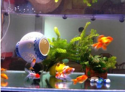 家里養兩條龍魚好嗎吉利嗎（養兩條龍魚影響財運嗎？）