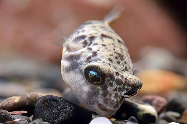 斑馬狗頭可以和曼龍魚混養嗎