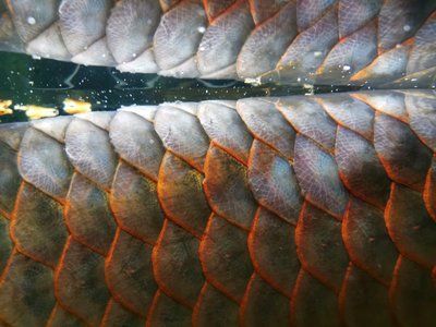 龍魚的飼養方法和注意事項大全：北京龍魚的飼養方法