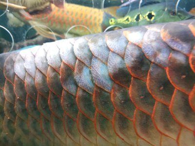 龍魚的飼養方法和注意事項大全：北京龍魚的飼養方法