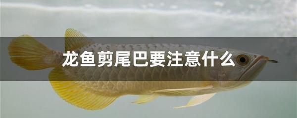 龍魚的飼養方法和注意事項大全：北京龍魚的飼養方法