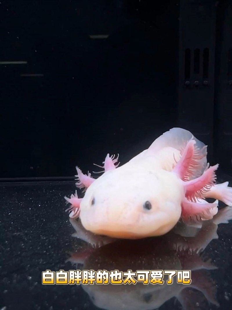 恐龍魚喂食視頻播放