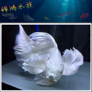 蝴蝶龍鯉魚(yú)缸里放什么魚(yú)清缸的養(yǎng)護(hù)秘籍探索如何正確養(yǎng)護(hù)觀賞魚(yú)：蝴蝶龍鯉魚(yú)缸放什么魚(yú)清缸