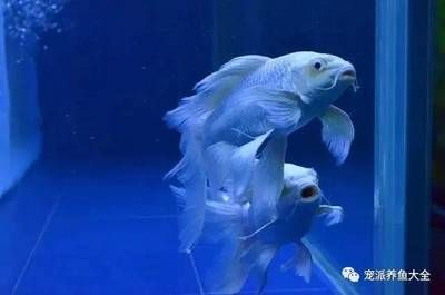 蝴蝶龍鯉魚(yú)缸里放什么魚(yú)清缸的養(yǎng)護(hù)秘籍探索如何正確養(yǎng)護(hù)觀賞魚(yú)：蝴蝶龍鯉魚(yú)缸放什么魚(yú)清缸