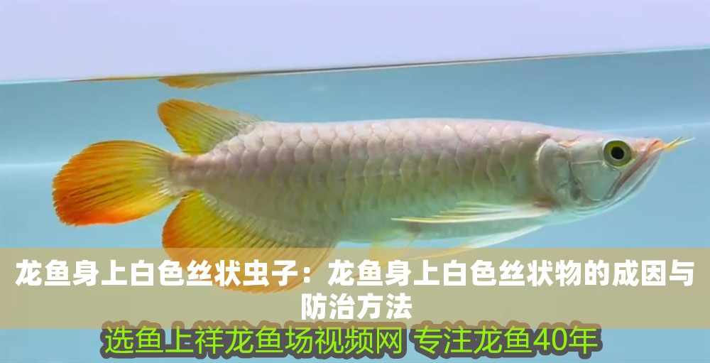 龍魚身上白色絲狀蟲子：龍魚身上白色絲狀物的成因與防治方法